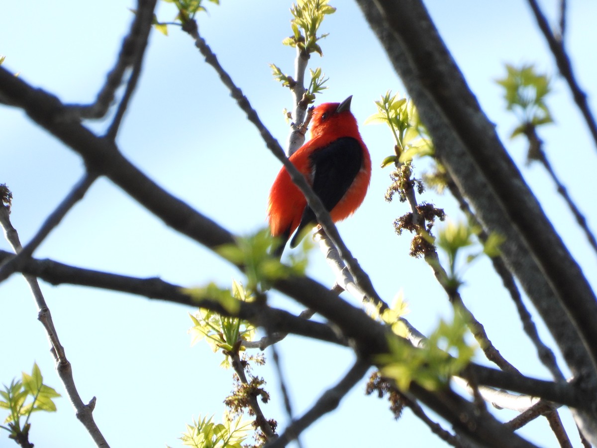 Scarlet Tanager - ML568988071