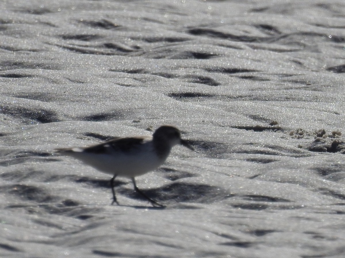 tanımsız küçük kumkuşu (Calidris sp.) - ML568988101