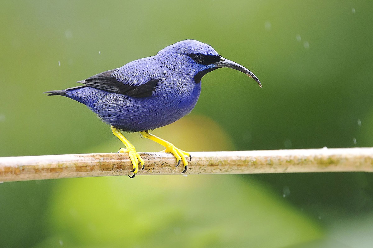 Purple Honeycreeper - ML56898931