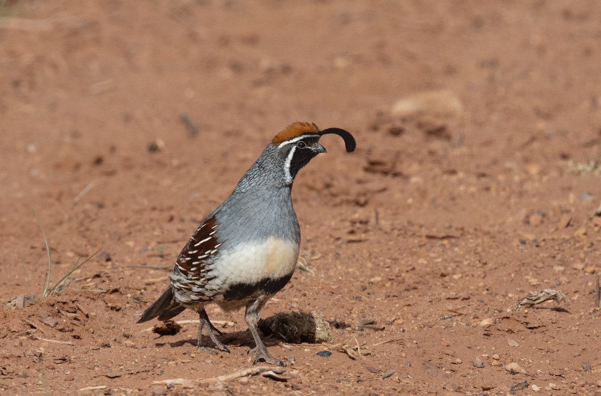 Gambel's Quail - ML568989421