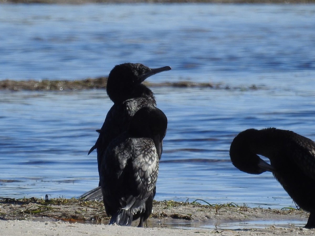 Little Black Cormorant - ML568989751