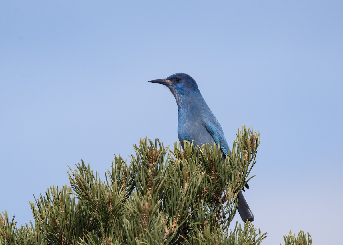 Pinyon Jay - Jim Merritt