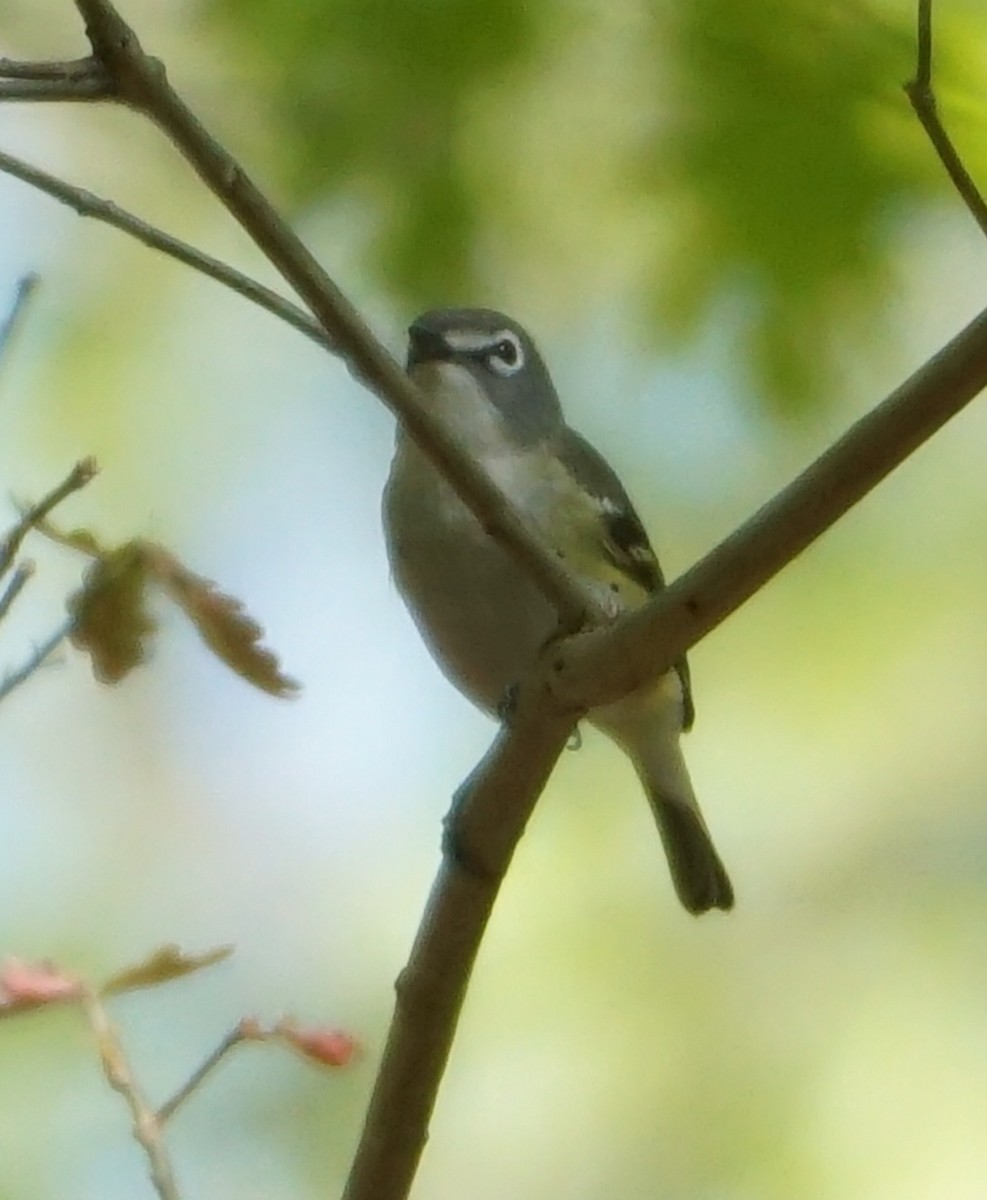 Mavi Başlı Vireo - ML568989961