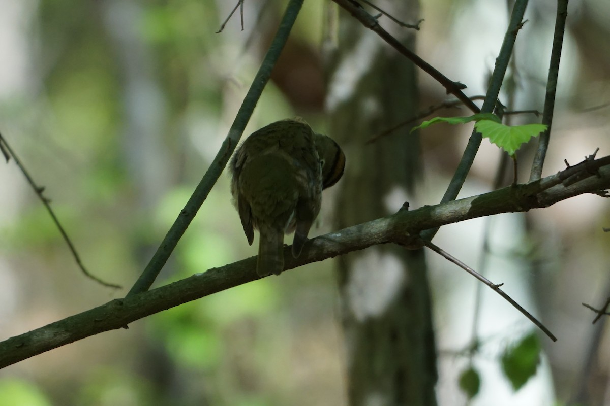 Ovenbird - Melody Ragle