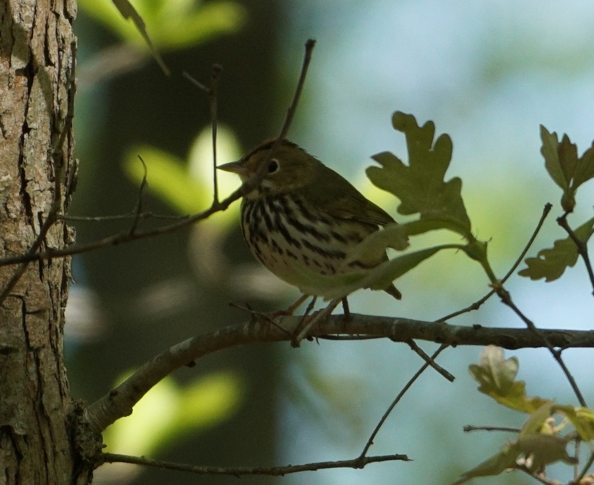 Ovenbird - Melody Ragle