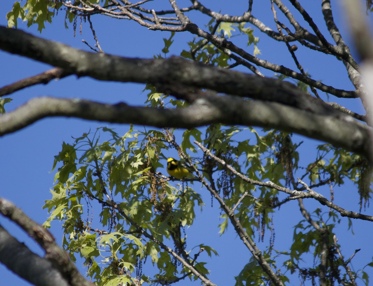 Lawrence's Warbler (hybrid) - ML568991241