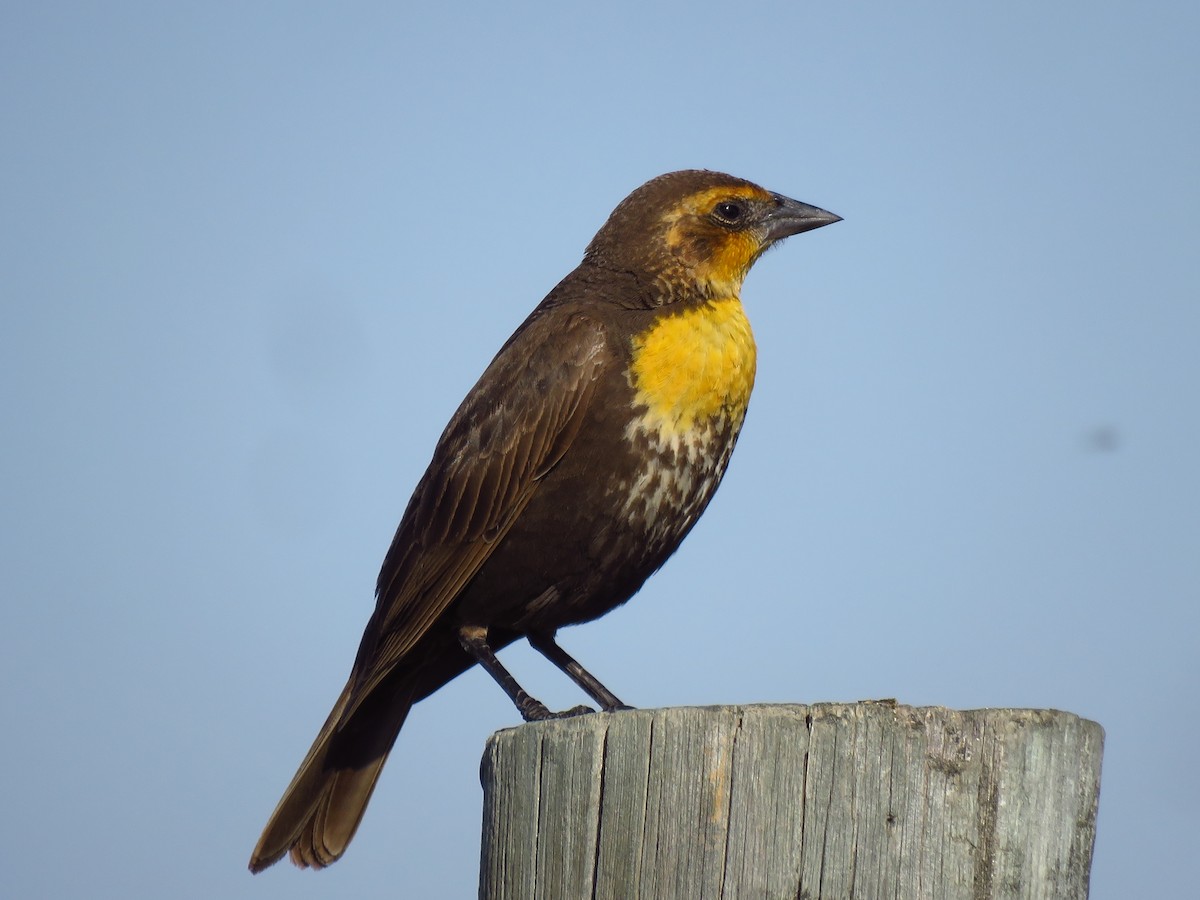 Yellow-headed Blackbird - ML568992261