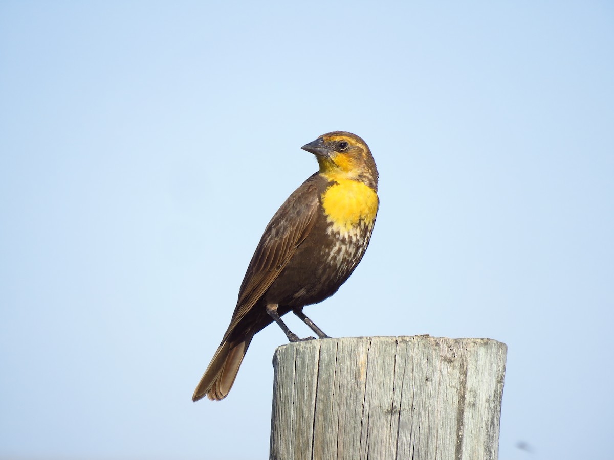 Yellow-headed Blackbird - ML568992271