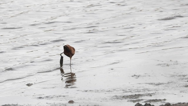 Jacana à poitrine dorée - ML568992591