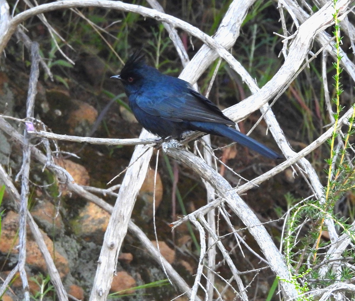 Phainopepla - Sharon Wilcox