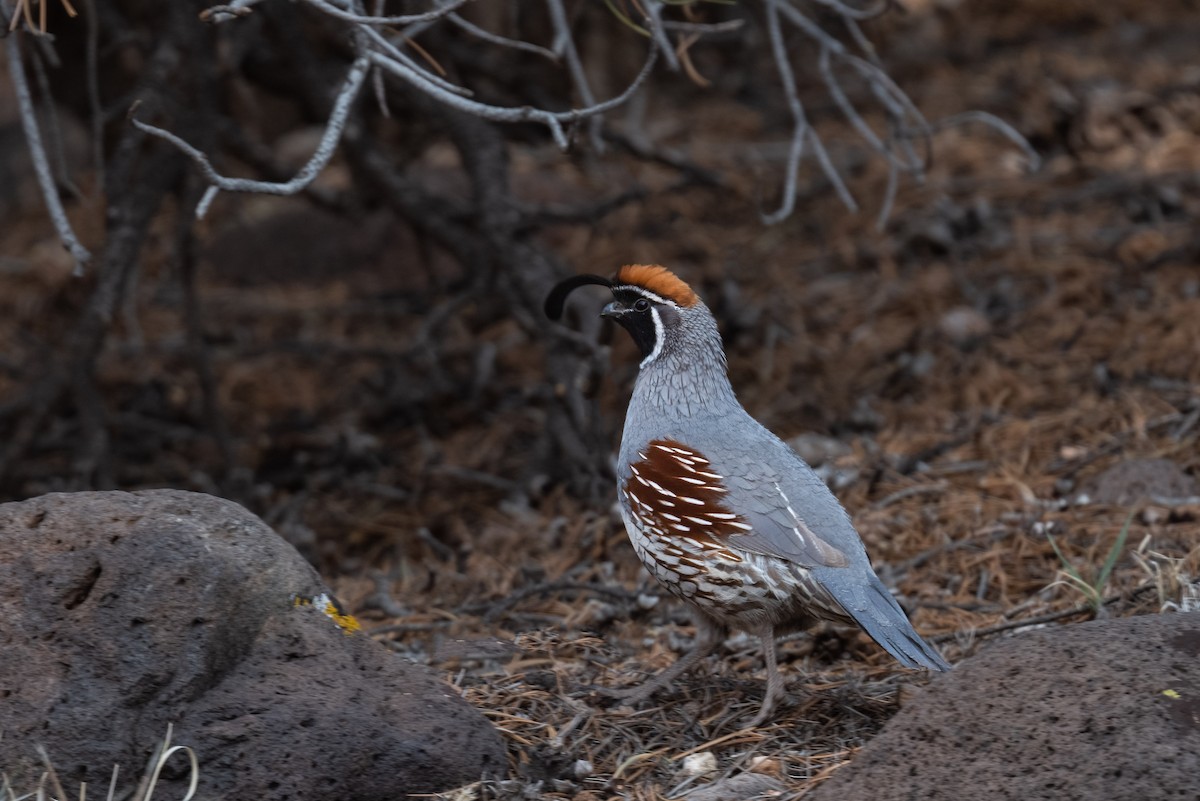 Gambel's Quail - ML568993301