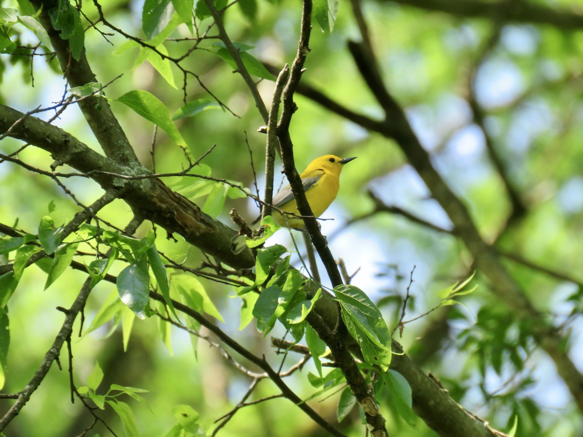 Prothonotary Warbler - ML568994631
