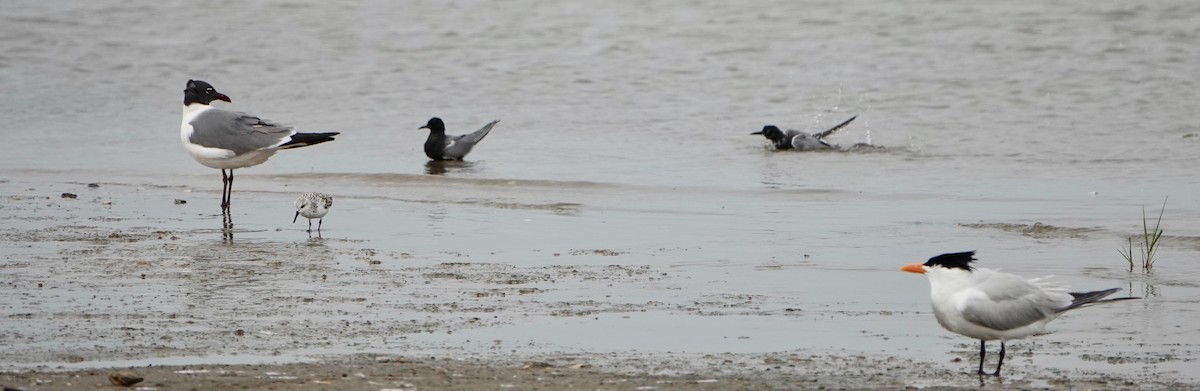 Black Tern - ML568994661