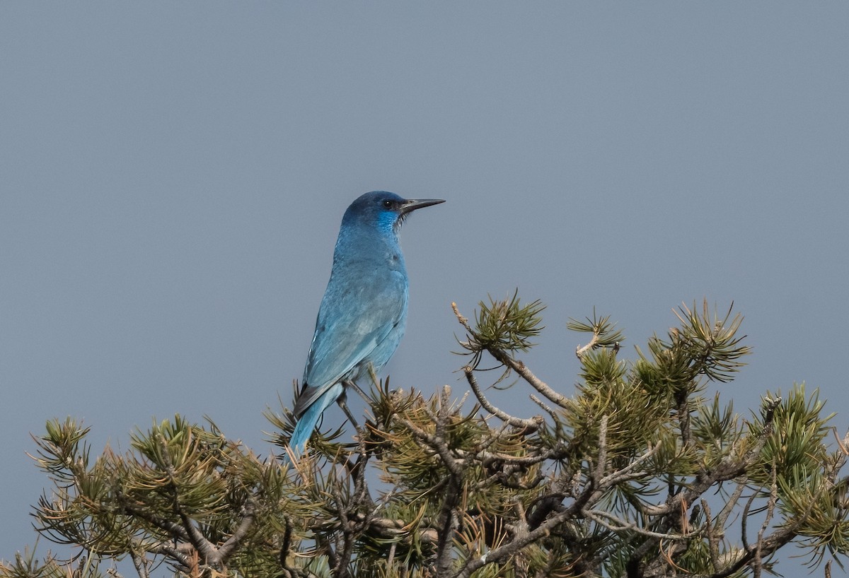 Pinyon Jay - Jim Merritt