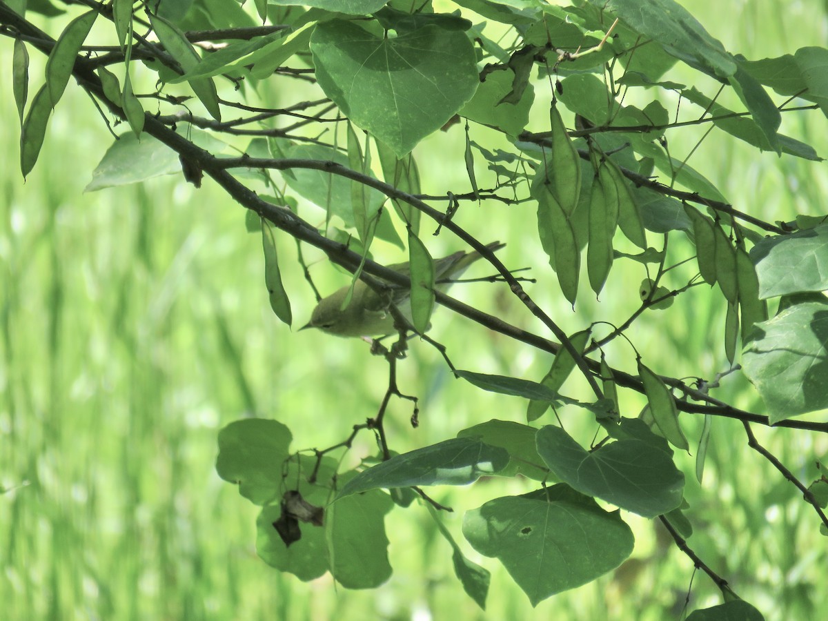 Tennessee Warbler - ML568995341