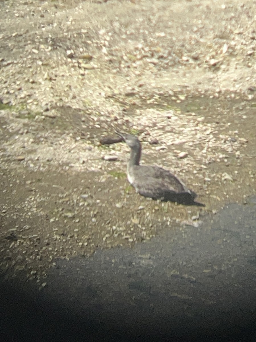 Red-throated Loon - ML568996171