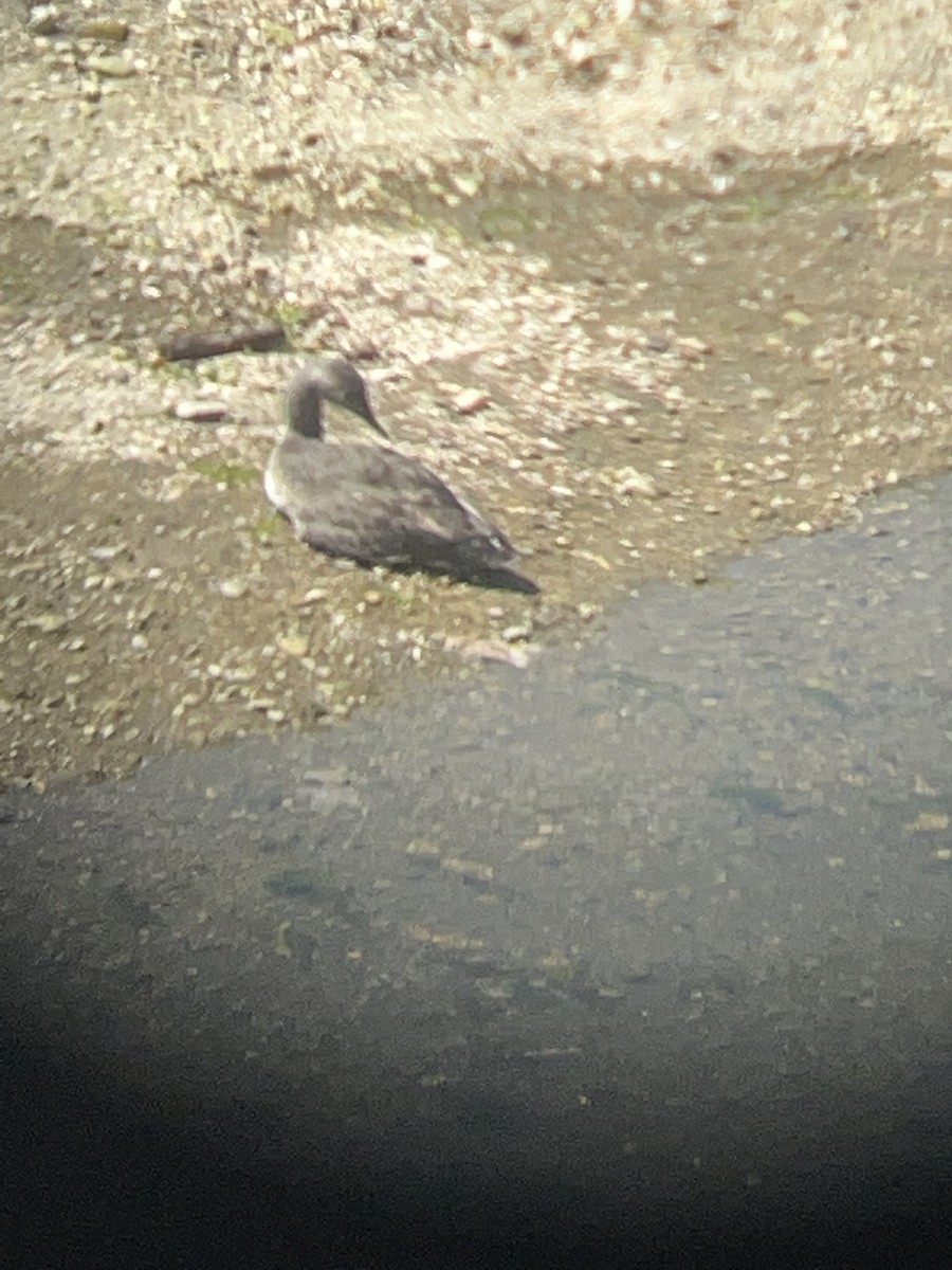 Red-throated Loon - ML568996181