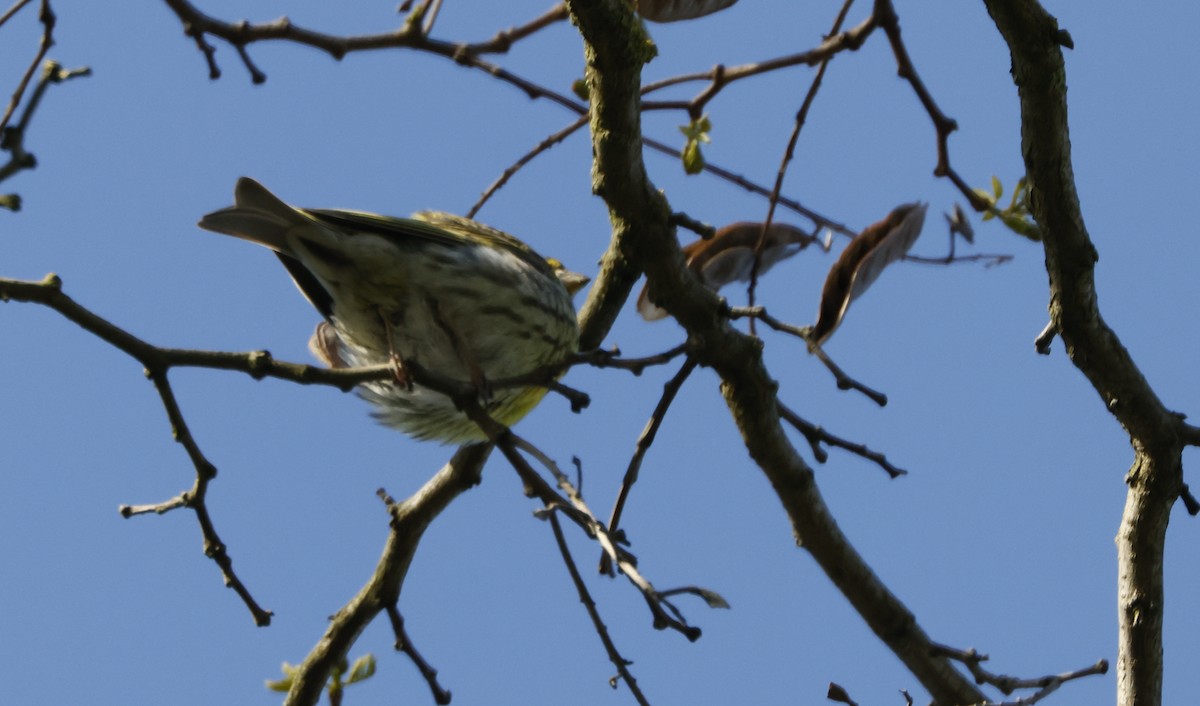 European Serin - ML568996201