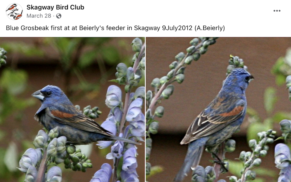 Blue Grosbeak - ML568996751