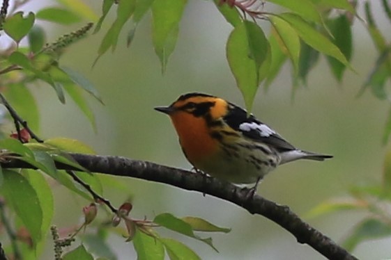 Blackburnian Warbler - ML568998171