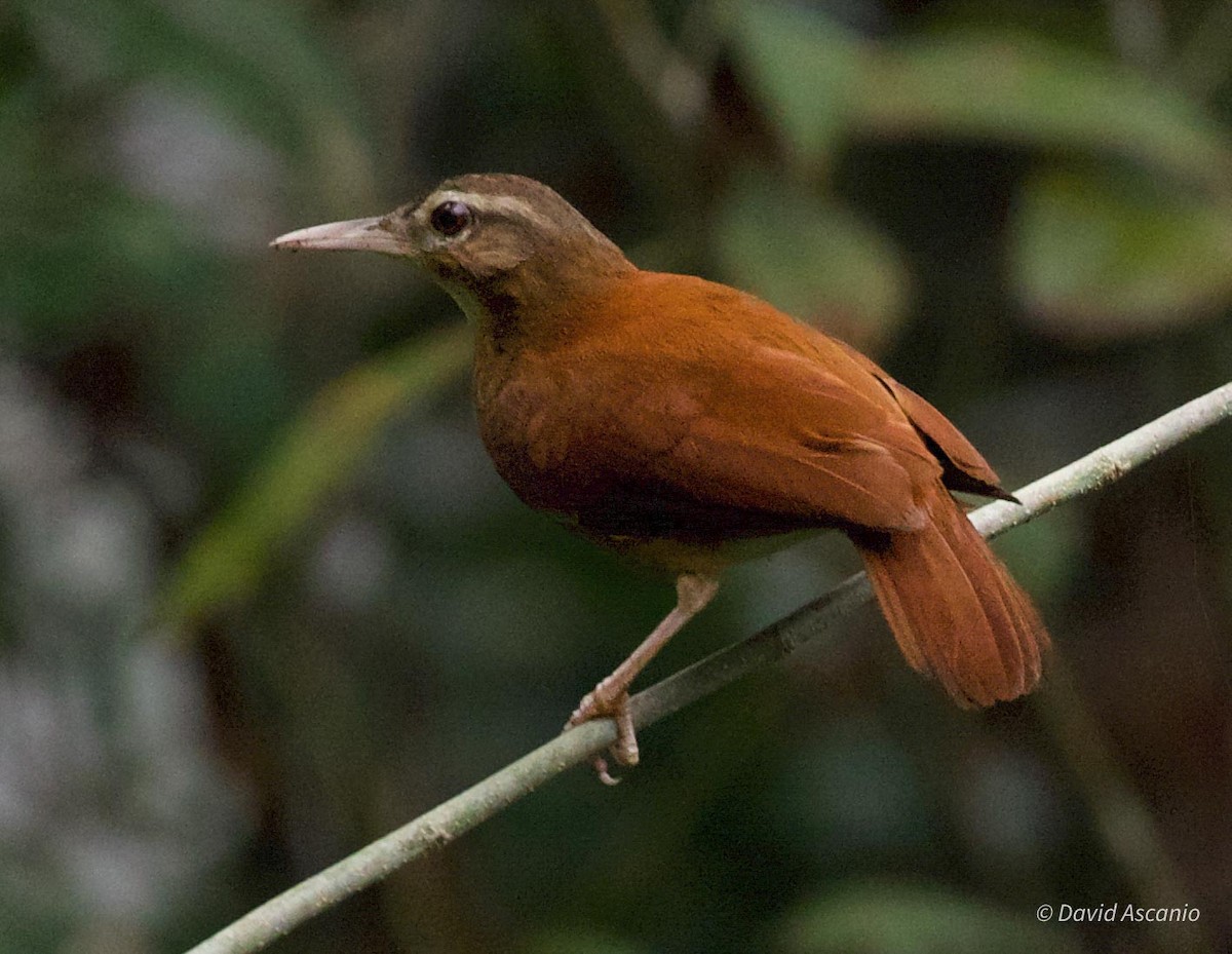 Pale-billed Hornero - ML568998391