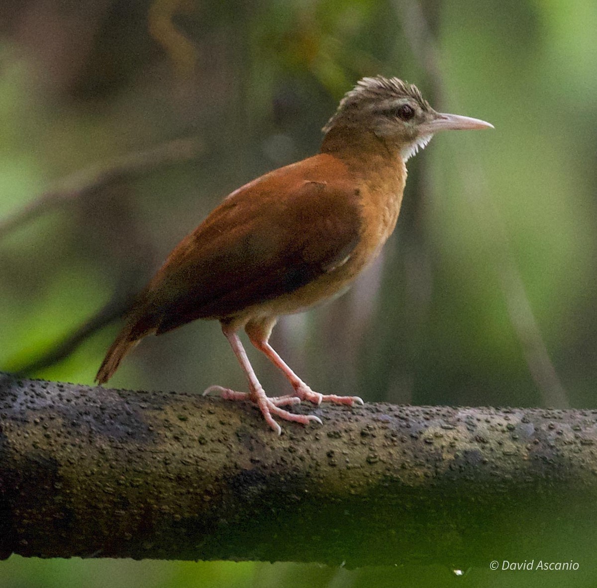 Pale-billed Hornero - ML568998401