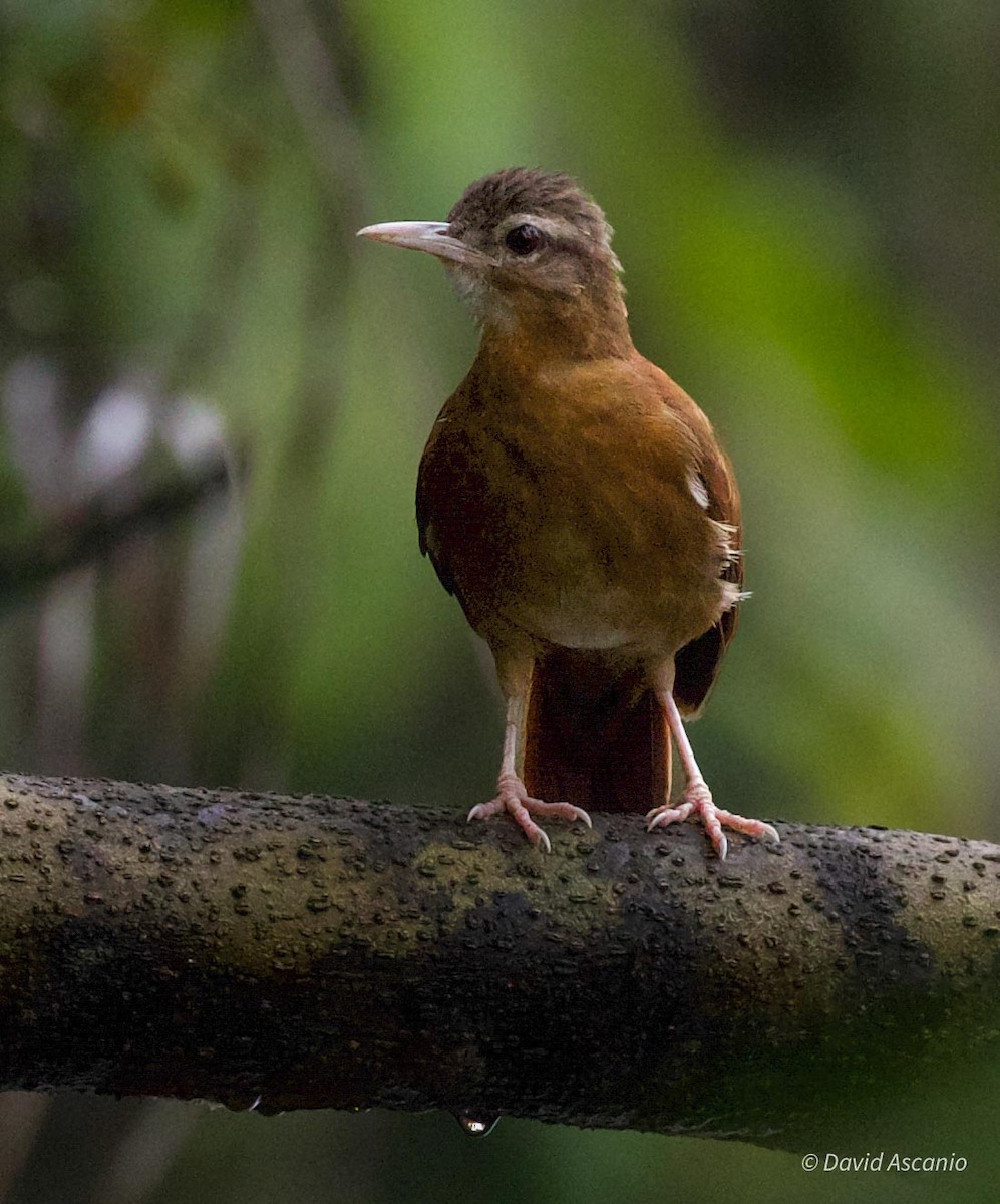 Pale-billed Hornero - ML568998411