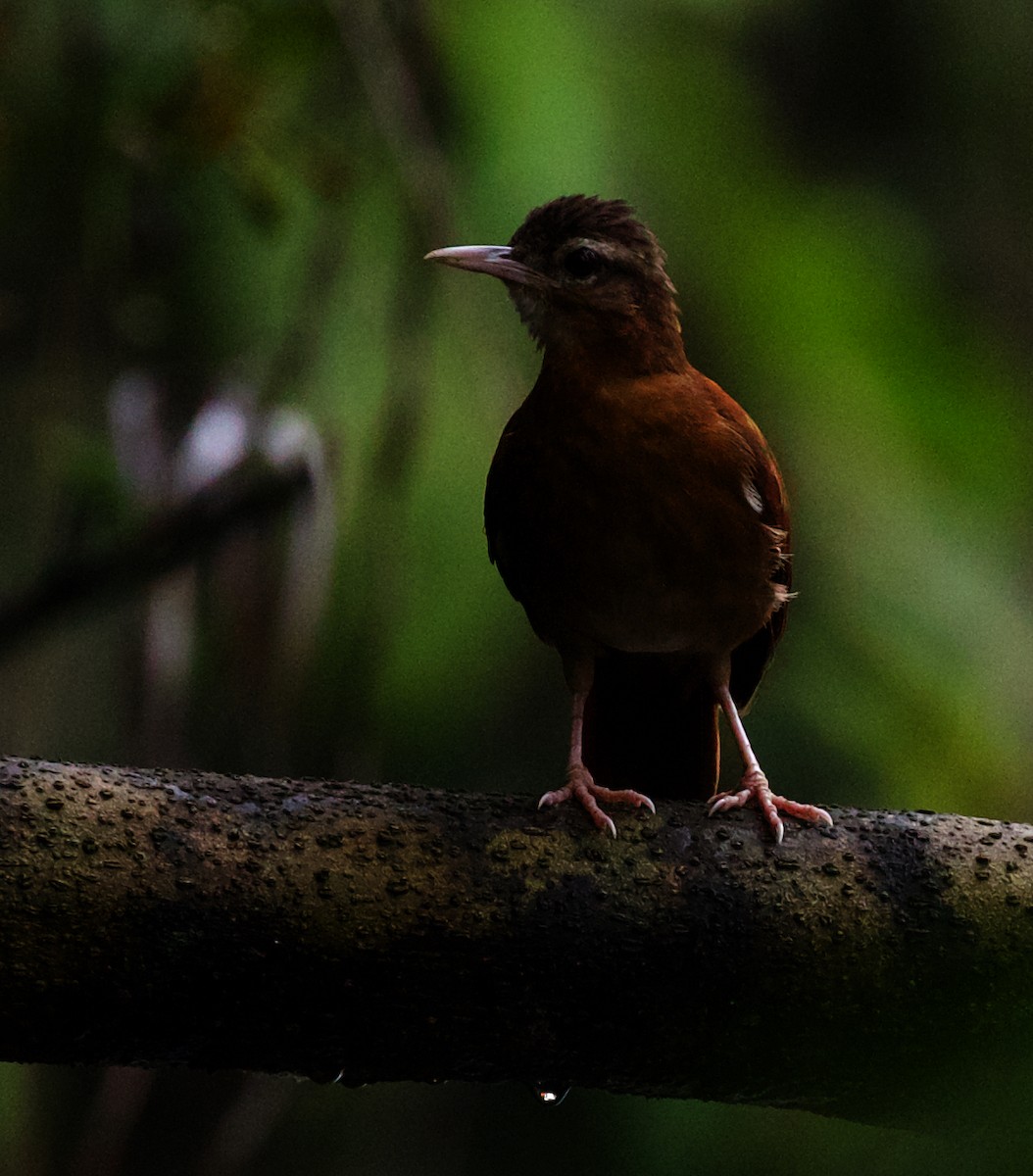 Pale-billed Hornero - ML568998421