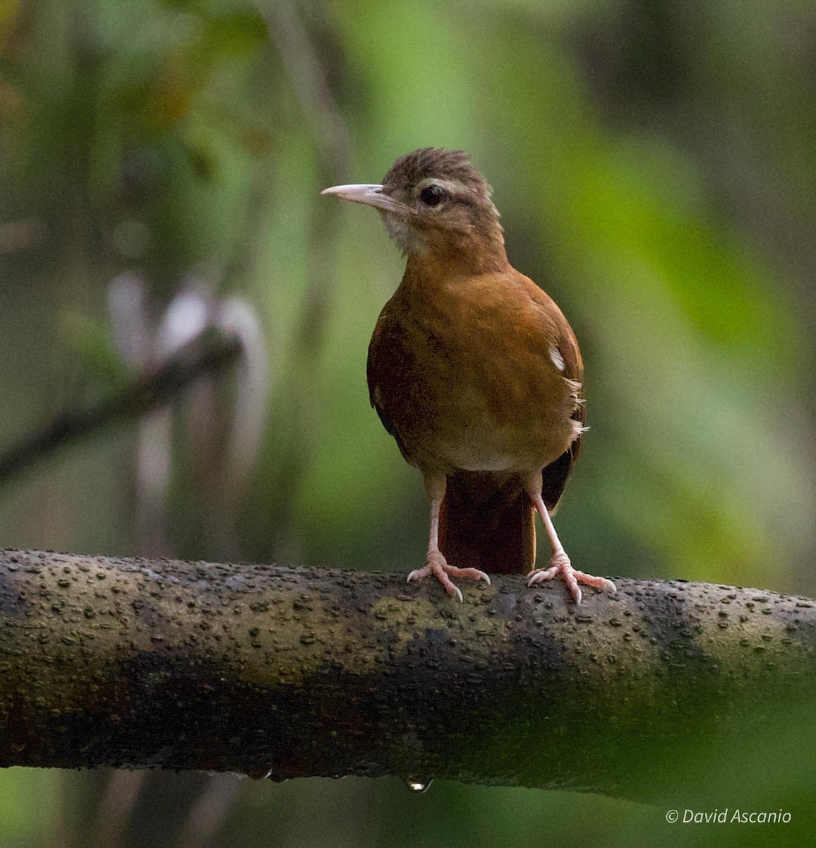 Pale-billed Hornero - David Ascanio