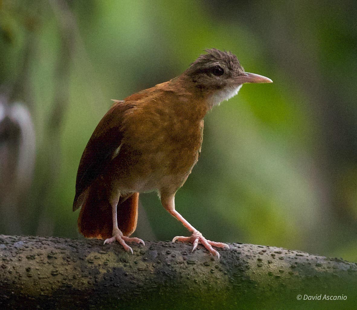 Pale-billed Hornero - ML568998441