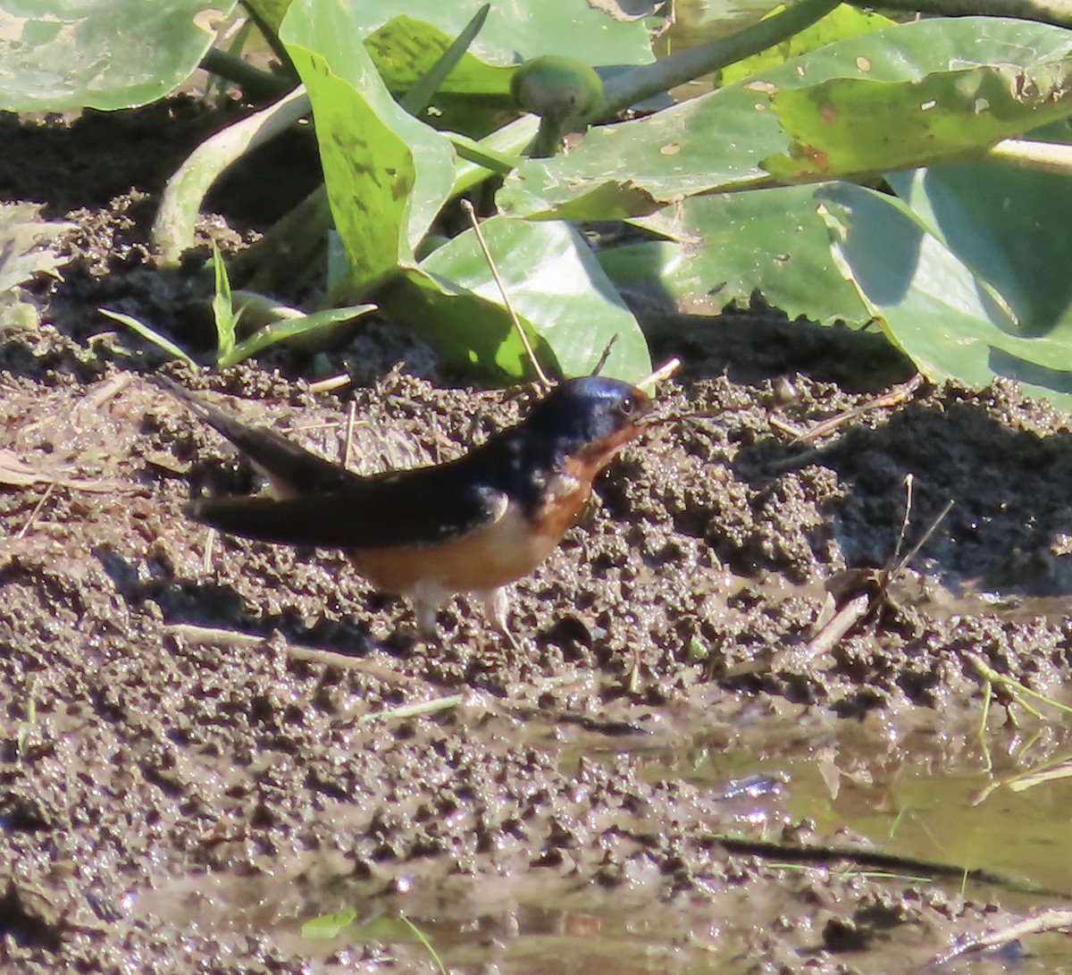 Barn Swallow - ML568998731