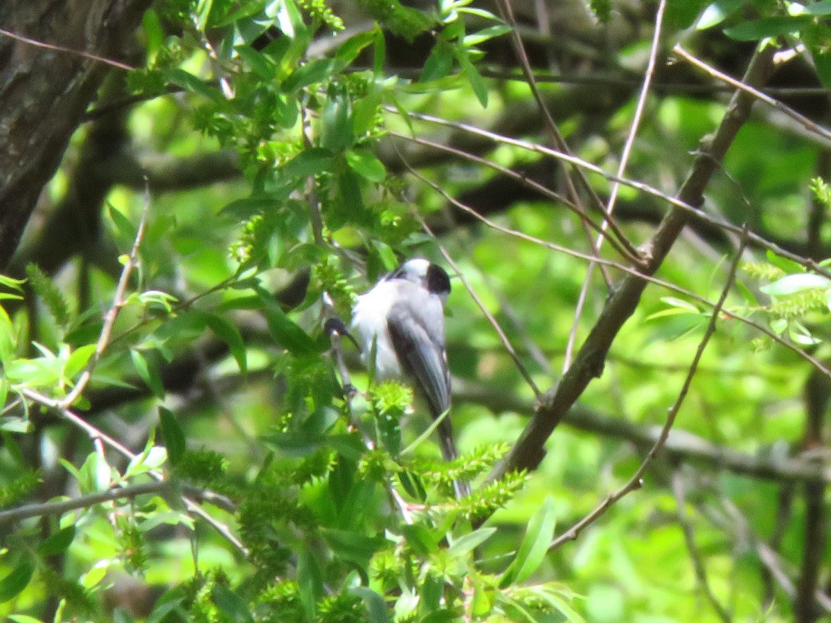 Carolina/Black-capped Chickadee - ML568999051