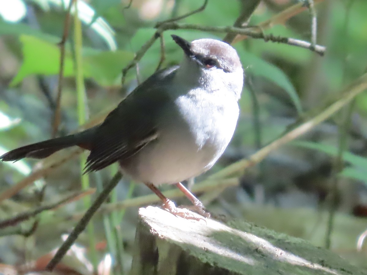 Gray Catbird - ML568999181