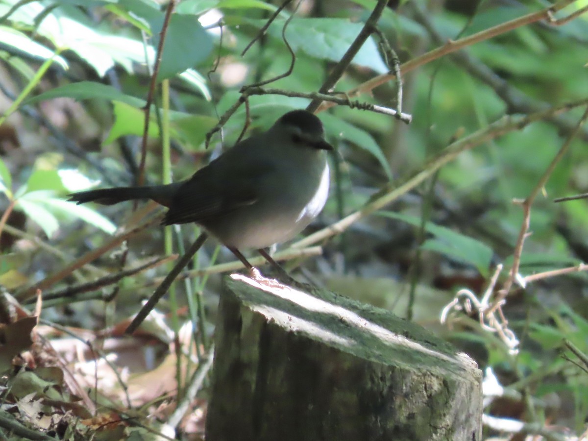 Gray Catbird - ML568999191