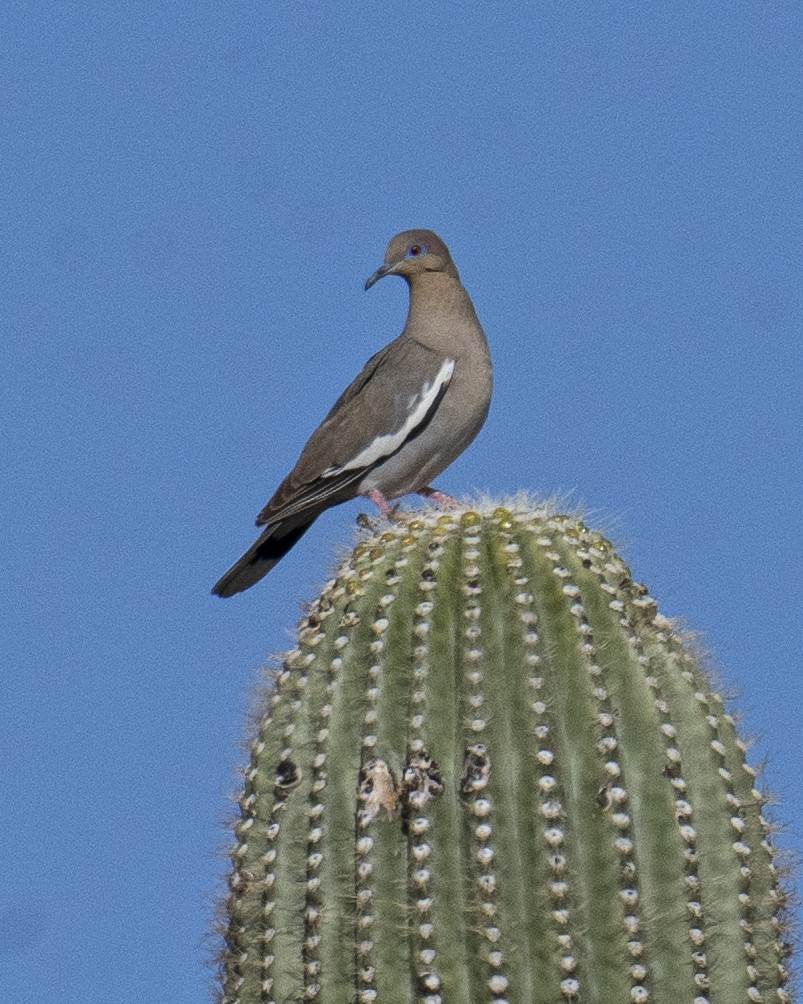 White-winged Dove - ML568999261