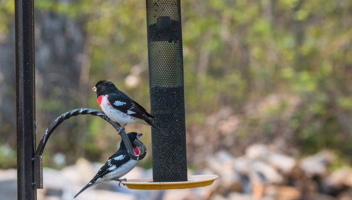 Rose-breasted Grosbeak - ML568999341