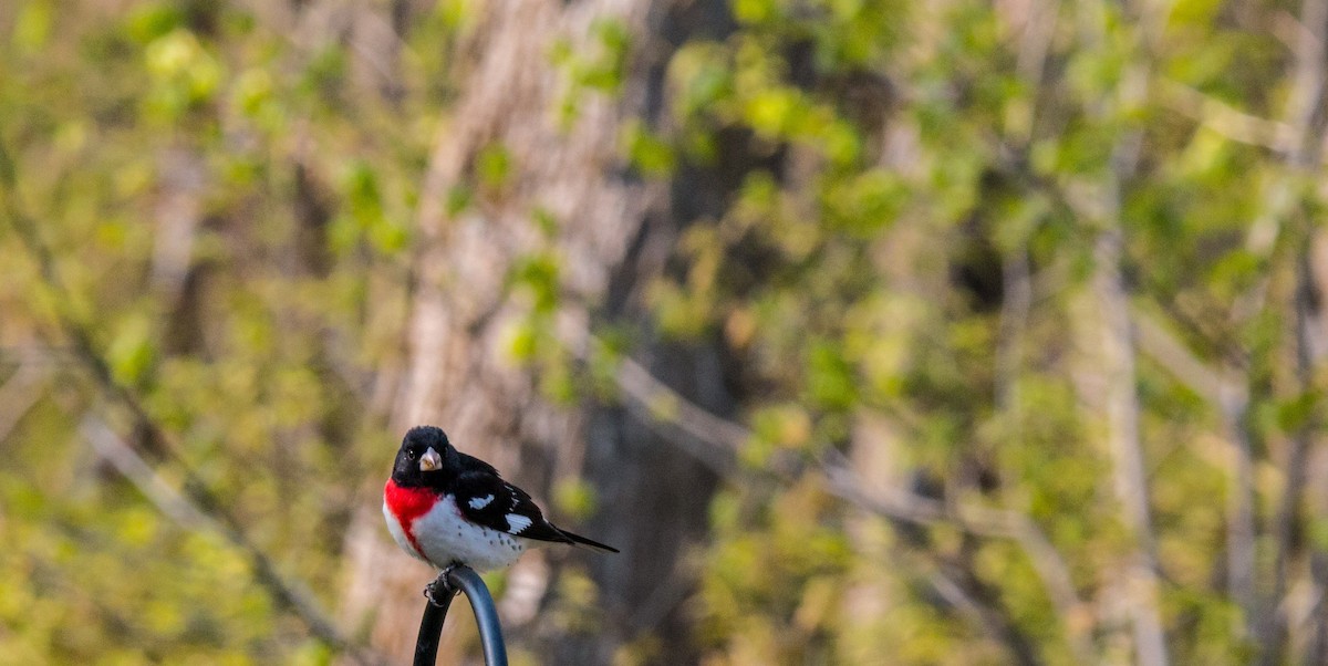 Rose-breasted Grosbeak - ML568999351