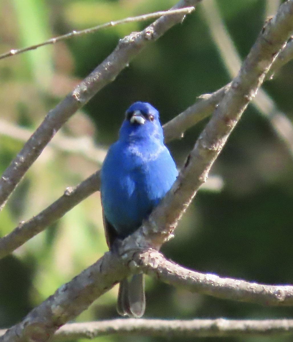 Indigo Bunting - ML568999441