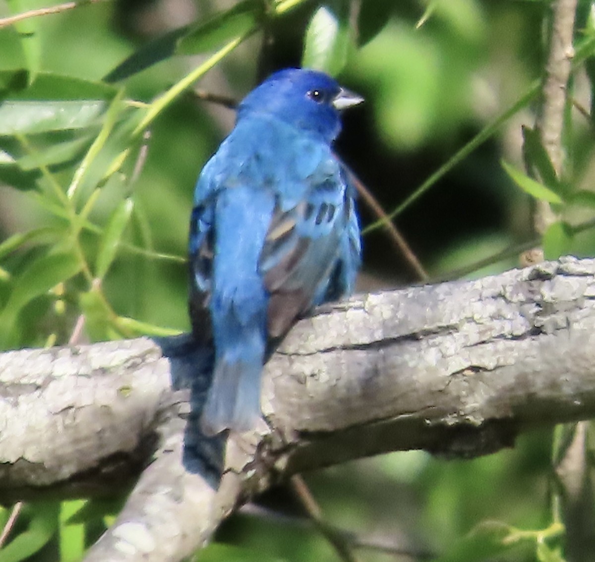 Indigo Bunting - ML568999471