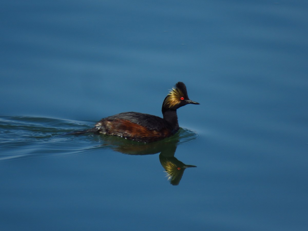 Eared Grebe - ML568999711