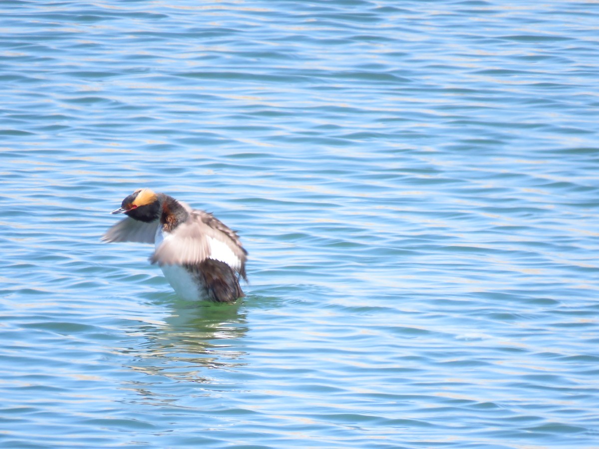 Horned Grebe - ML568999841