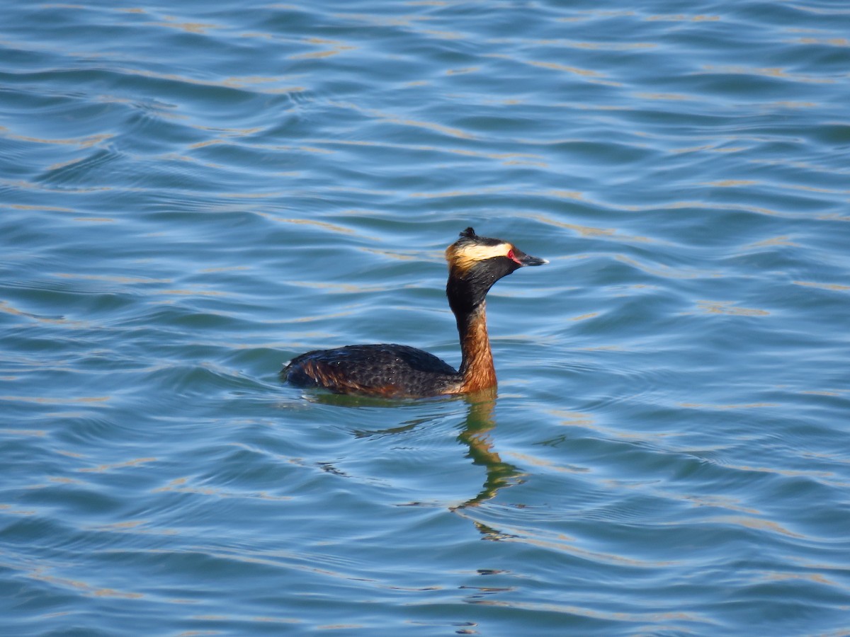 Horned Grebe - ML568999851