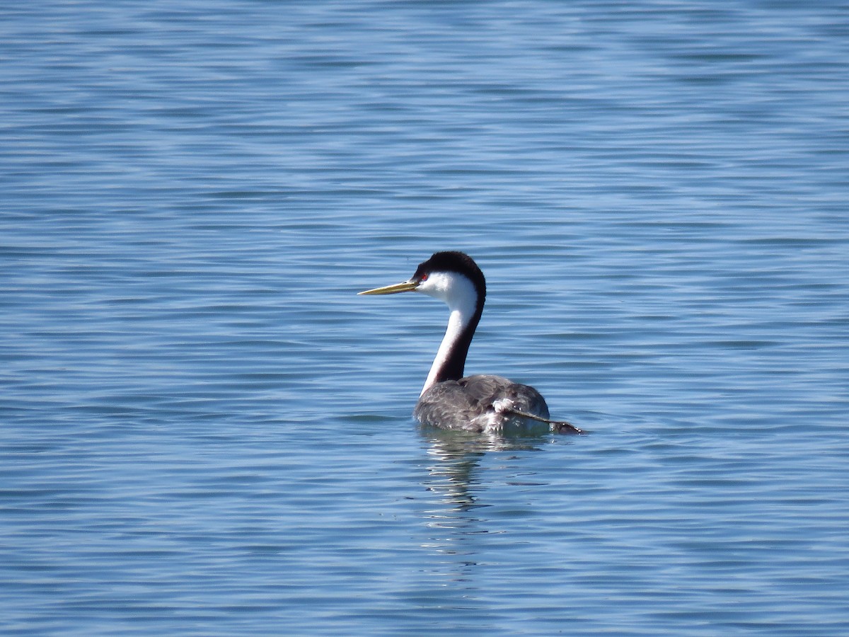 Western Grebe - ML568999931