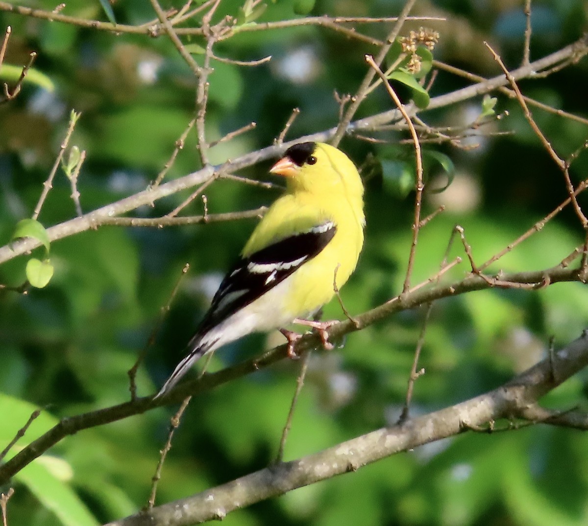 American Goldfinch - ML569000141