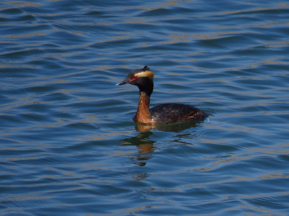 Horned Grebe - ML569000361