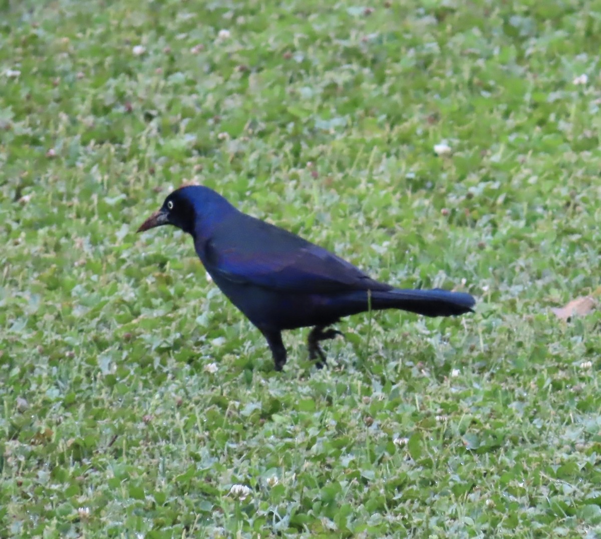 Common Grackle - ML569000371