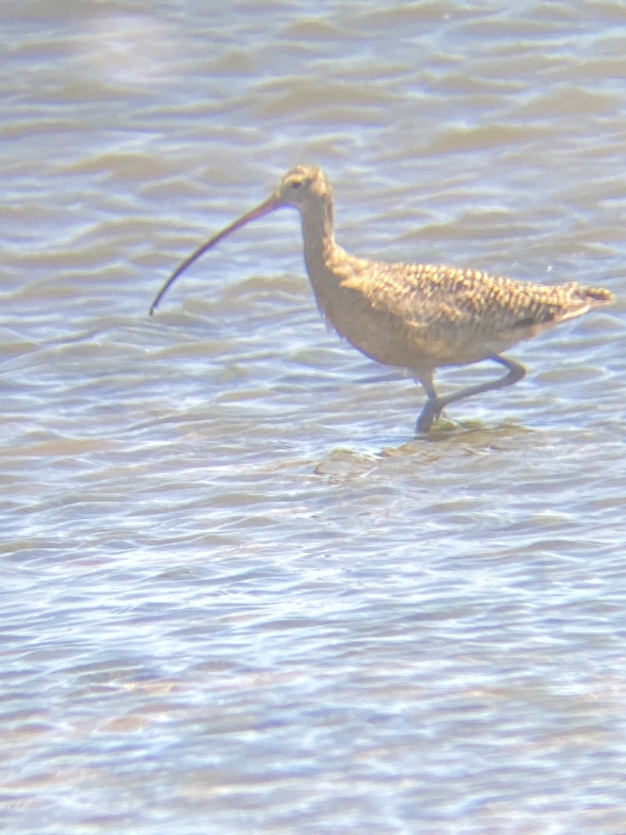 Long-billed Curlew - Daniel Froehlich