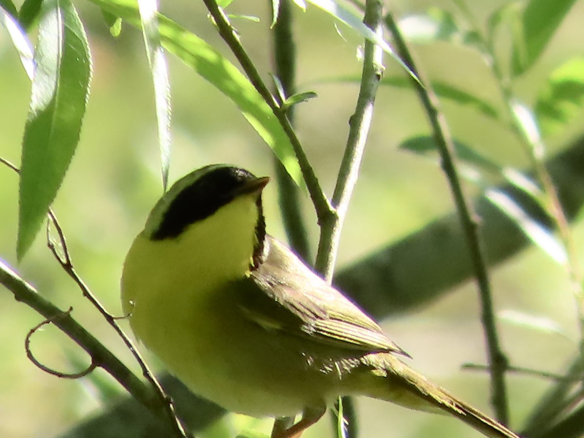 Common Yellowthroat - ML569000471