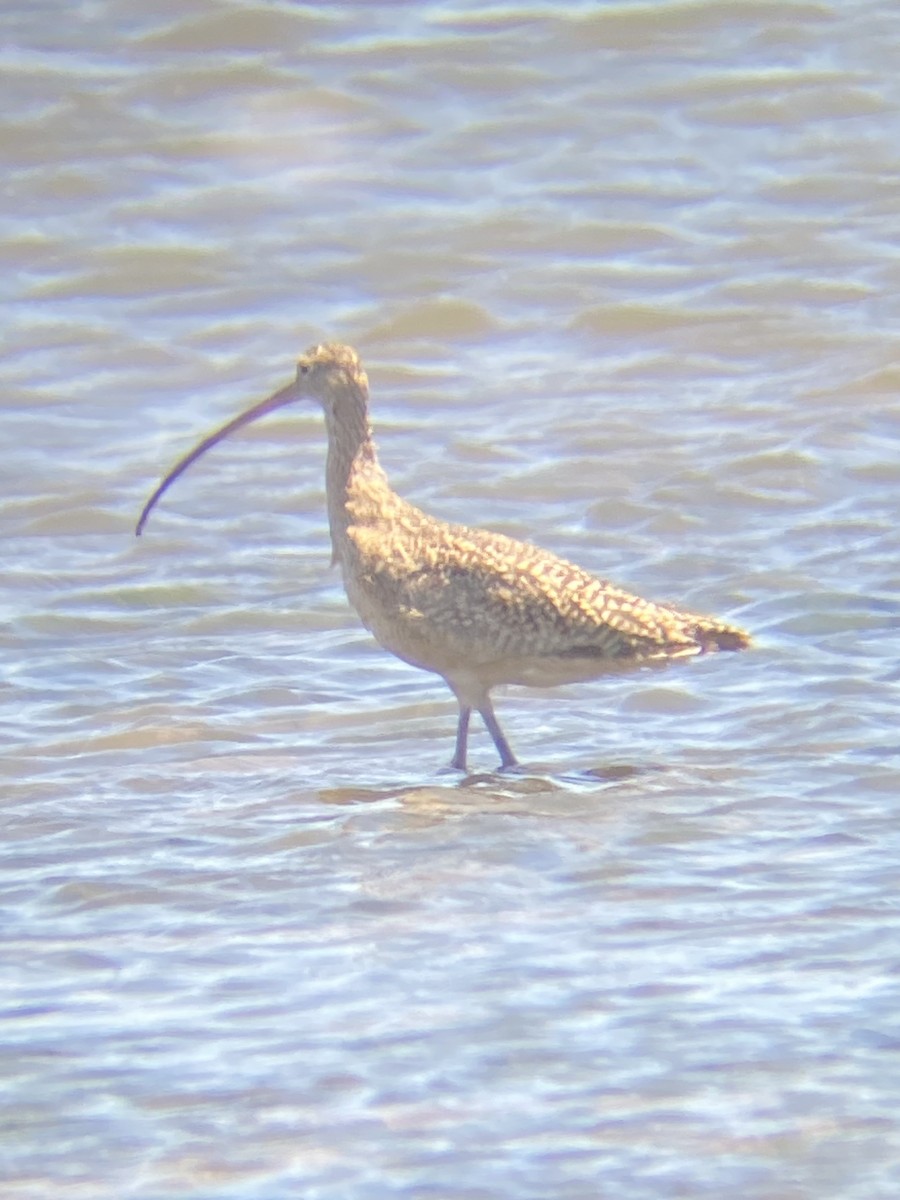 Long-billed Curlew - Daniel Froehlich