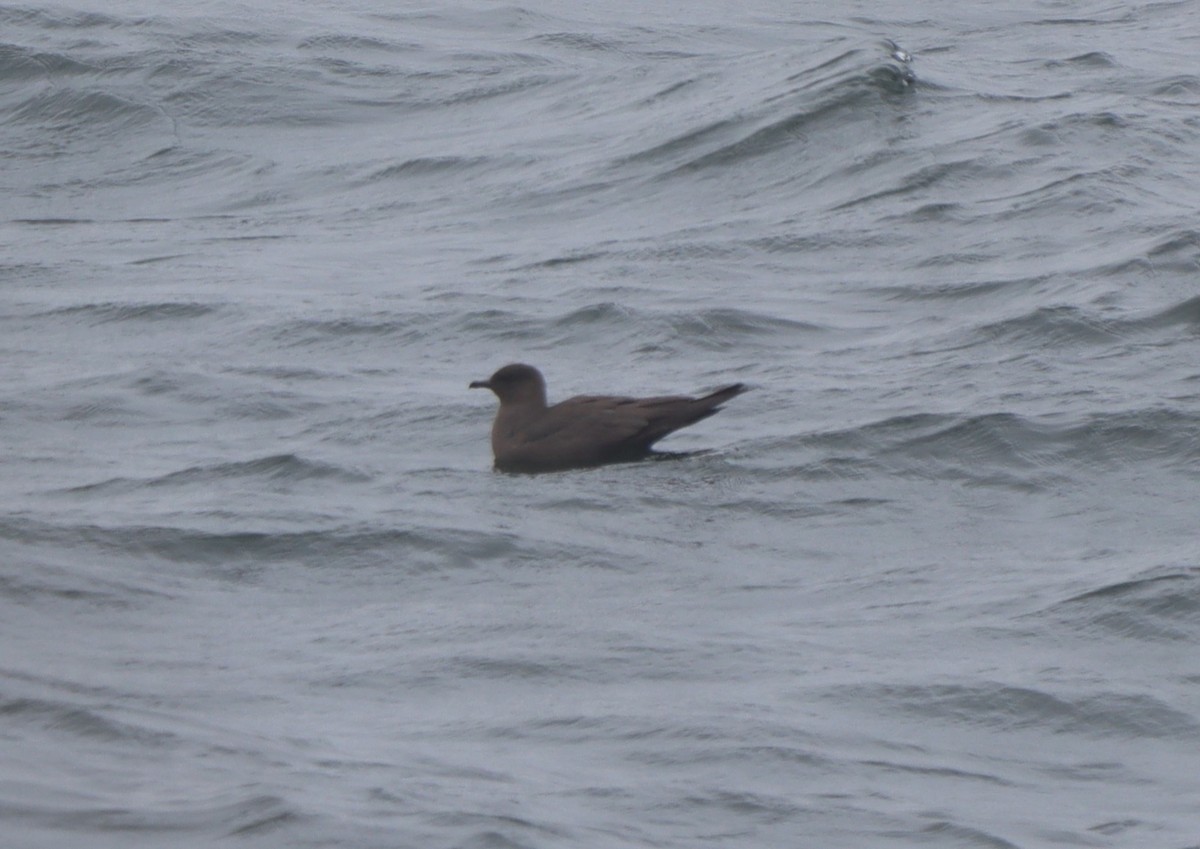 Parasitic Jaeger - ML569001321